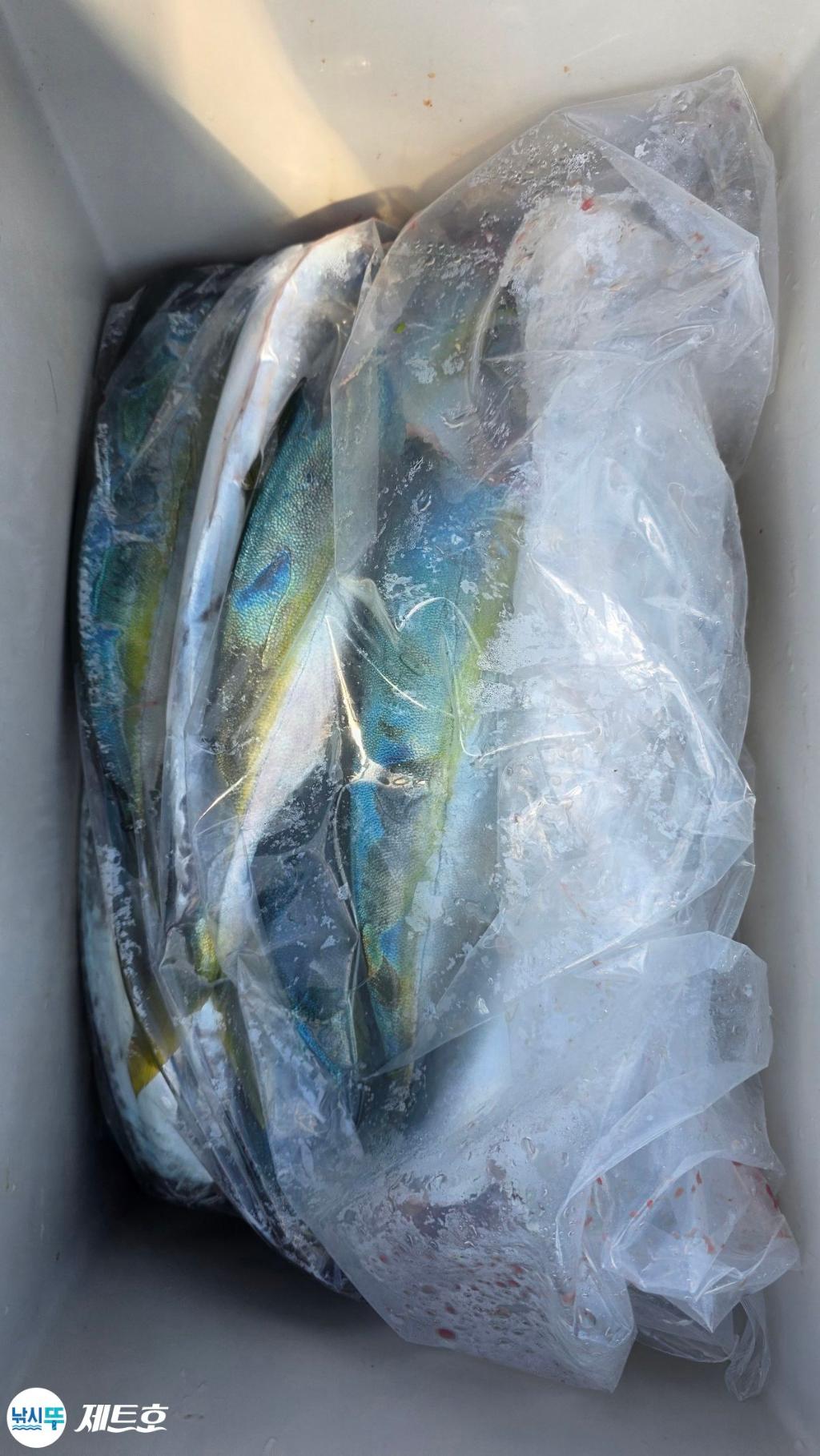 낚시뚜,방어,삼치,영일만항,포항 제트호,낚시뚜2