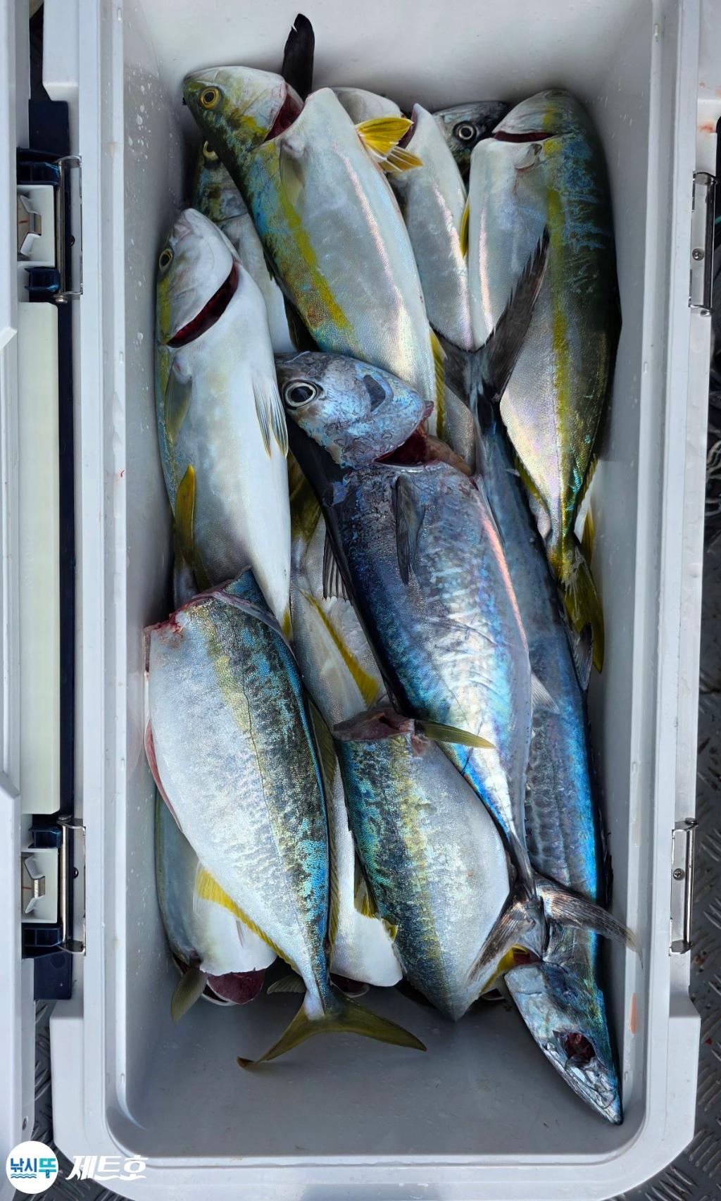 낚시뚜,방어,삼치,영일만항,포항 제트호,낚시뚜0