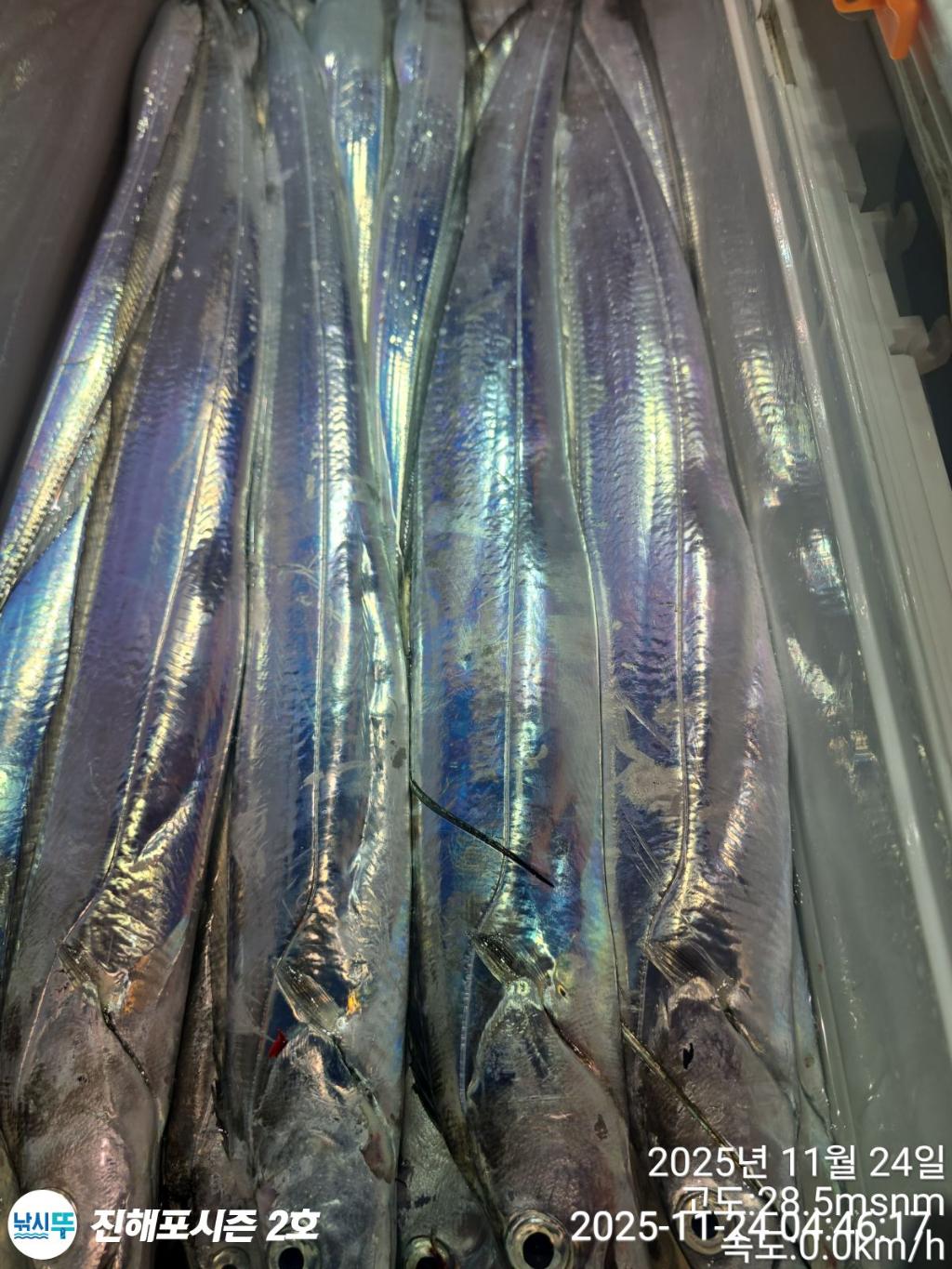 낚시뚜,갈치,진해행암항,진해포시즌 2호,낚시뚜13