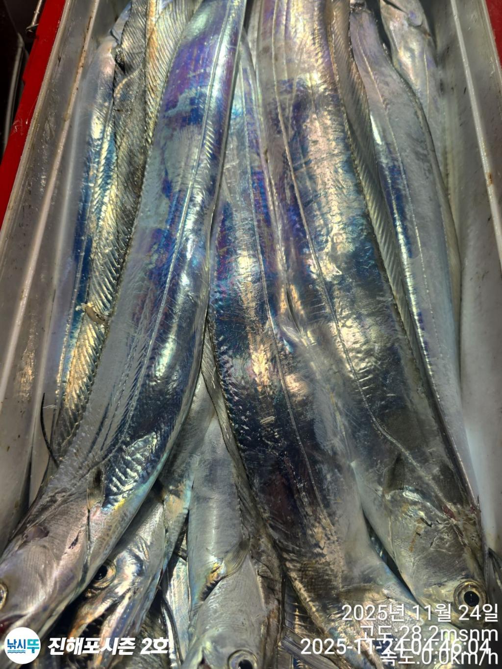 낚시뚜,갈치,진해행암항,진해포시즌 2호,낚시뚜11