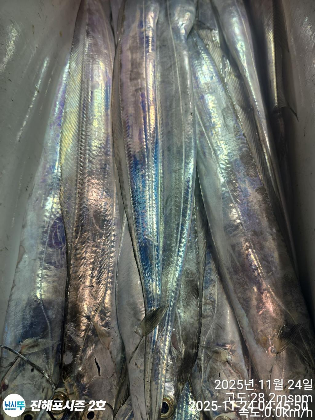 낚시뚜,갈치,진해행암항,진해포시즌 2호,낚시뚜9