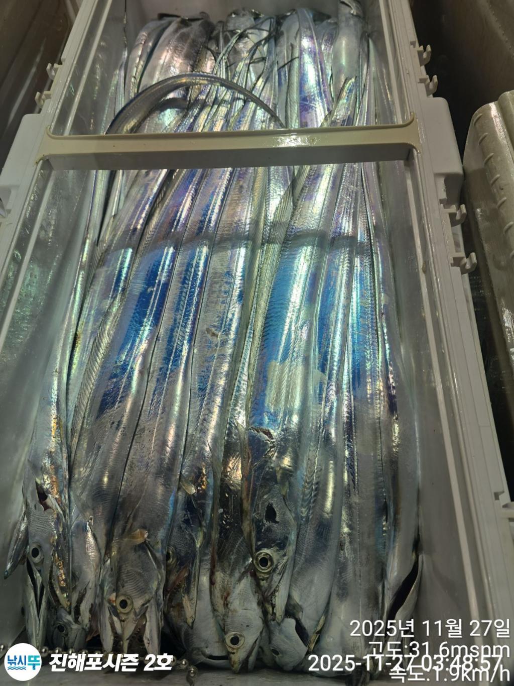 낚시뚜,갈치,진해행암항,진해포시즌 2호,낚시뚜22