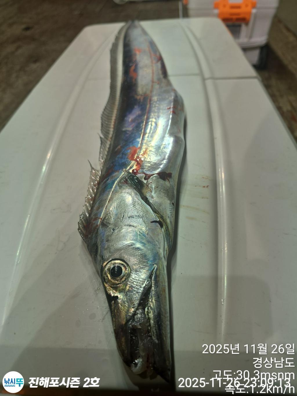 낚시뚜,갈치,진해행암항,진해포시즌 2호,낚시뚜14