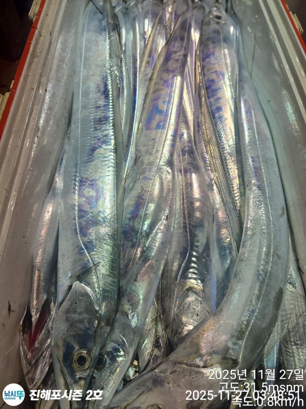 낚시뚜,갈치,진해행암항,진해포시즌 2호,낚시뚜20