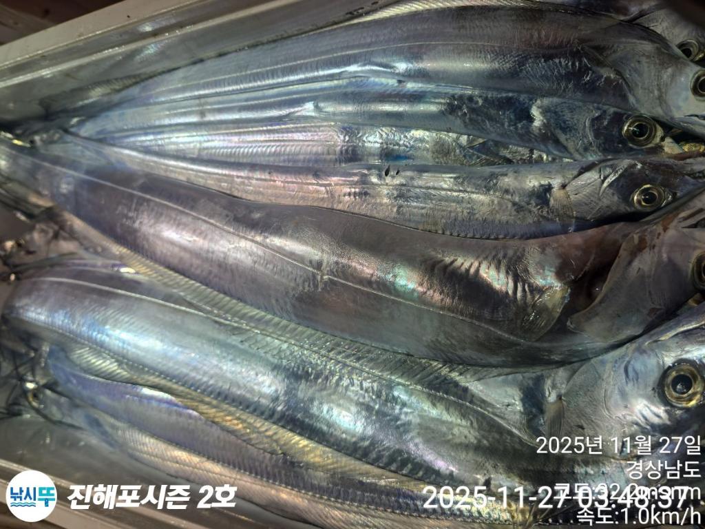 낚시뚜,갈치,진해행암항,진해포시즌 2호,낚시뚜19