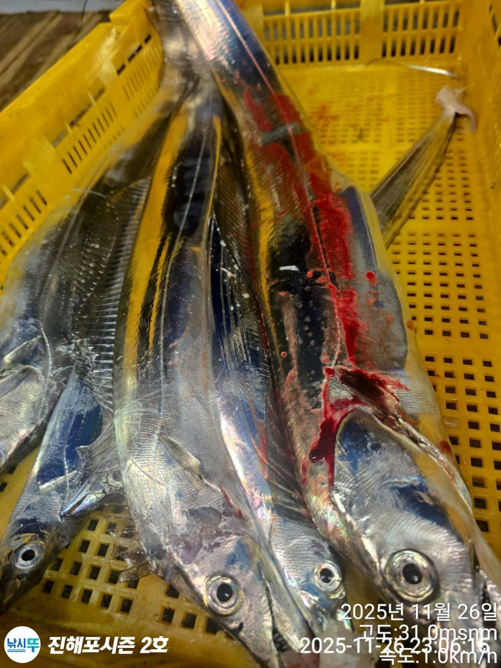 낚시뚜,갈치,진해행암항,진해포시즌 2호,낚시뚜10