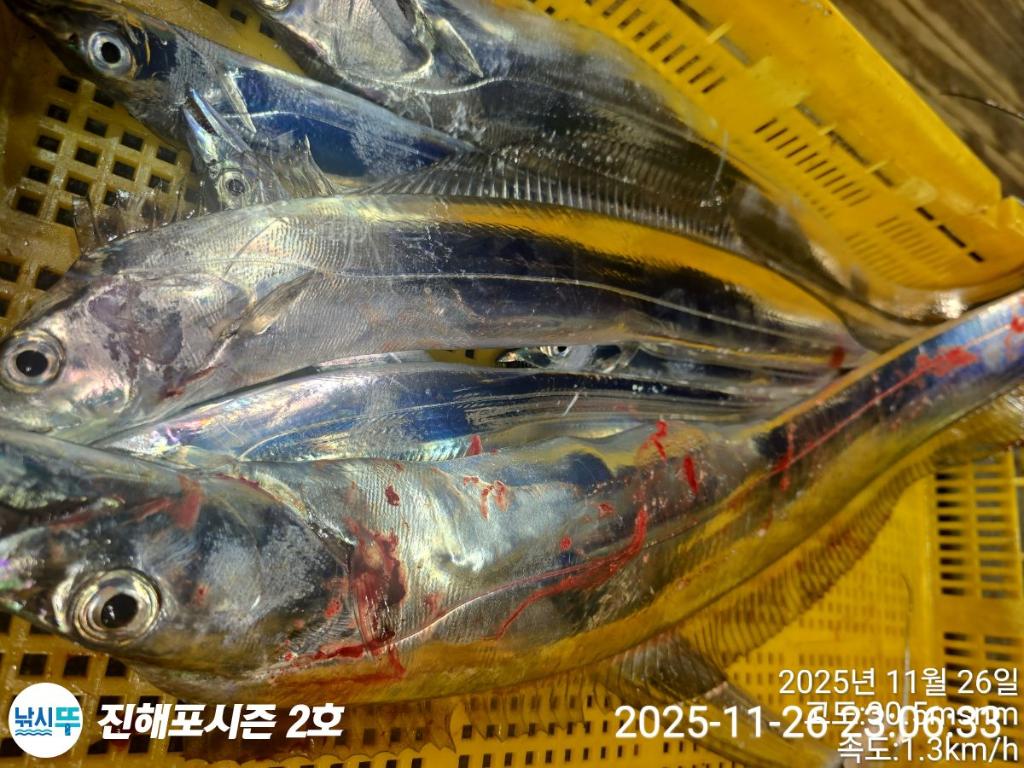 낚시뚜,갈치,진해행암항,진해포시즌 2호,낚시뚜9