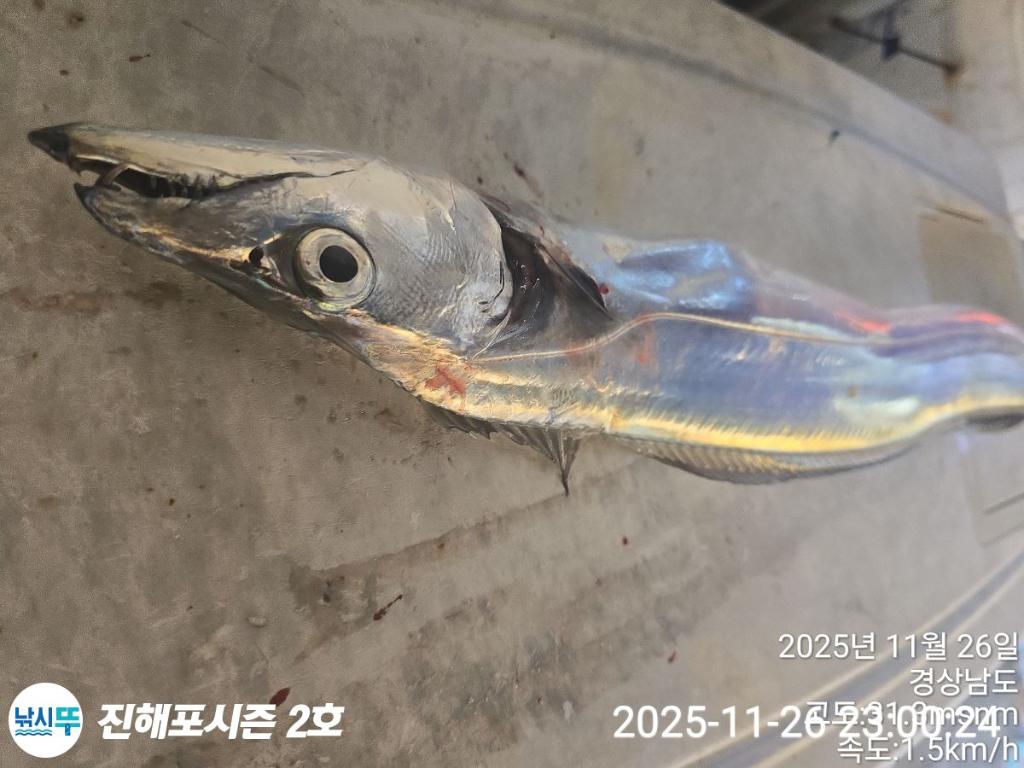 낚시뚜,갈치,진해행암항,진해포시즌 2호,낚시뚜4