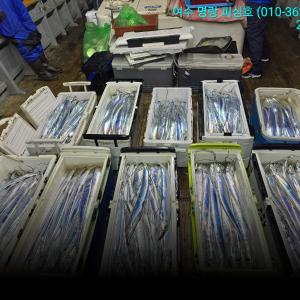 조황, 갈치14석 으로 대장쿨러 조황 내일 자리여유많음 