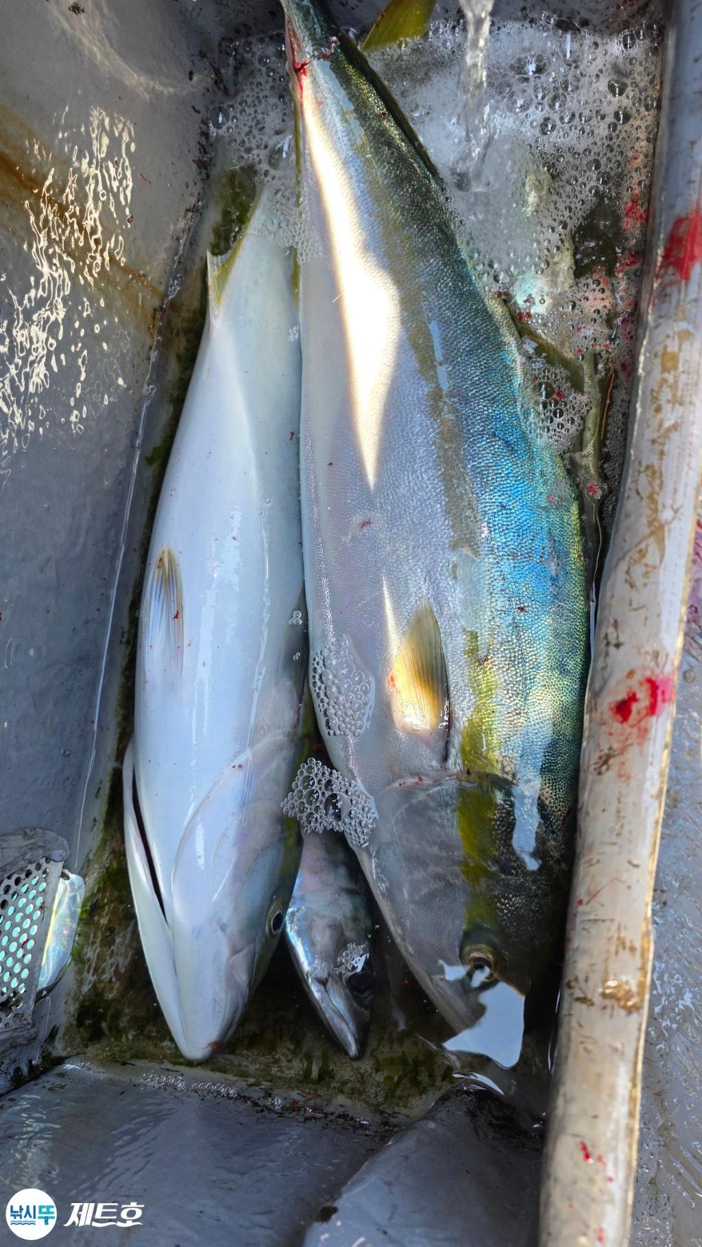 낚시뚜,방어,삼치,영일만항,포항 제트호,낚시뚜11