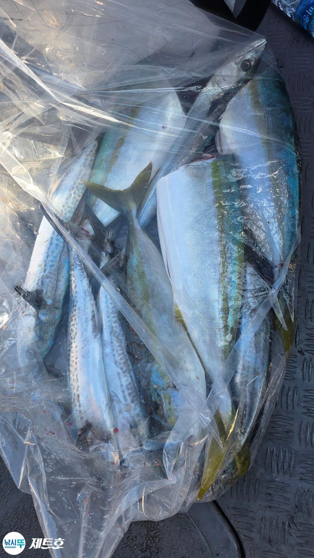 낚시뚜,방어,삼치,영일만항,포항 제트호,낚시뚜5