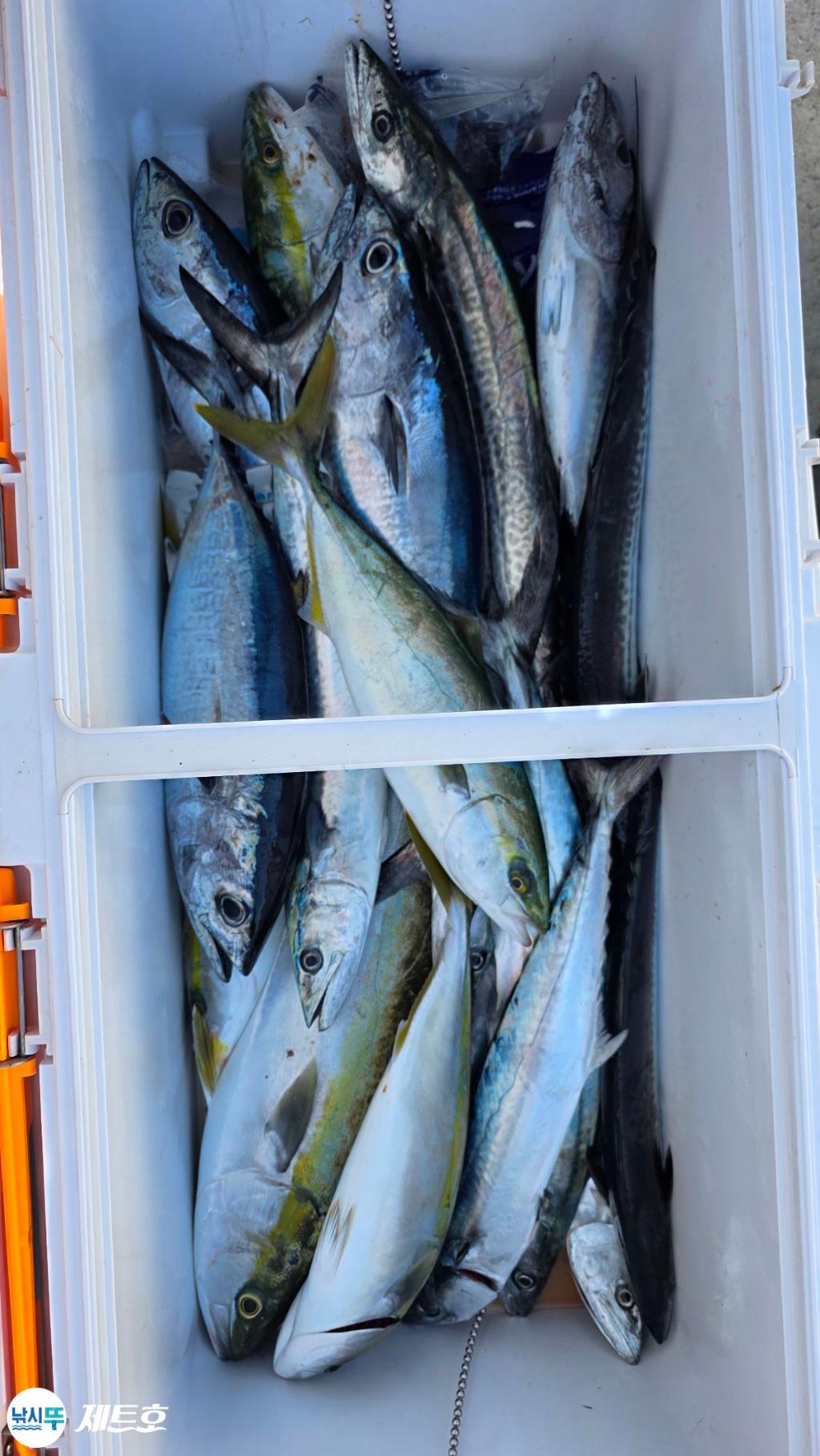 낚시뚜,방어,삼치,영일만항,포항 제트호,낚시뚜3