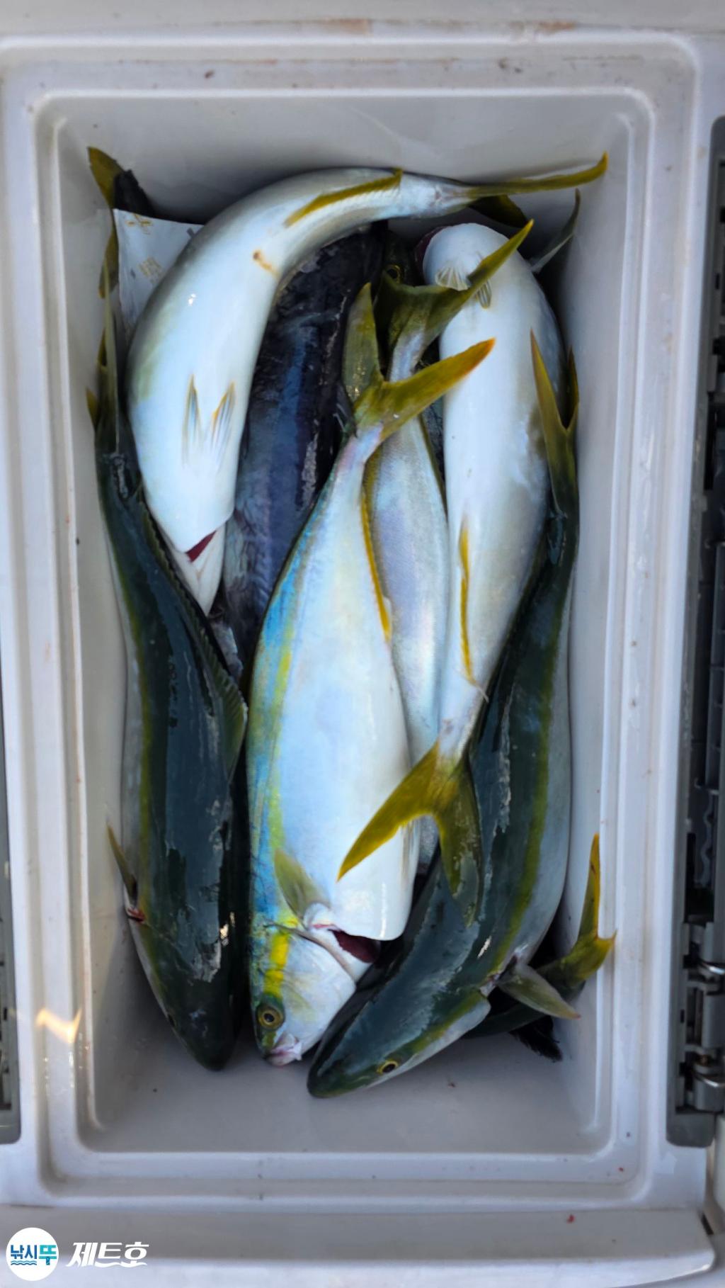 낚시뚜,방어,삼치,영일만항,포항 제트호,낚시뚜1