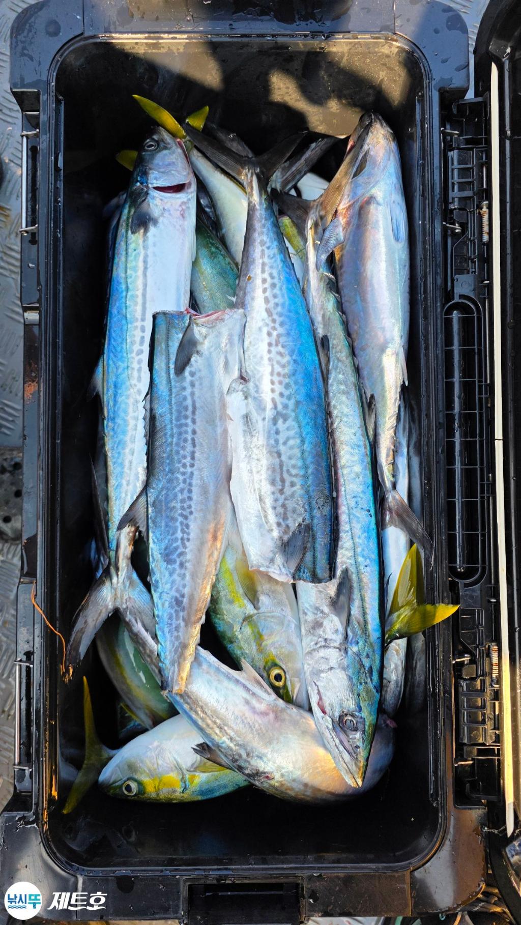 낚시뚜,방어,삼치,영일만항,포항 제트호,낚시뚜0