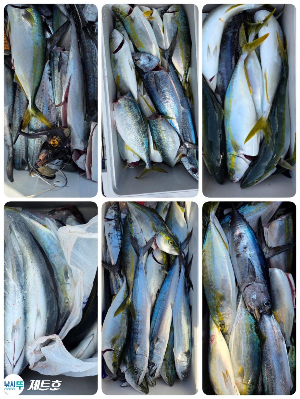 낚시뚜,방어,삼치,영일만항,포항 제트호,낚시뚜3