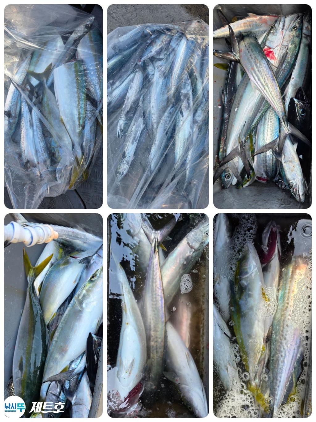 낚시뚜,방어,삼치,영일만항,포항 제트호,낚시뚜1