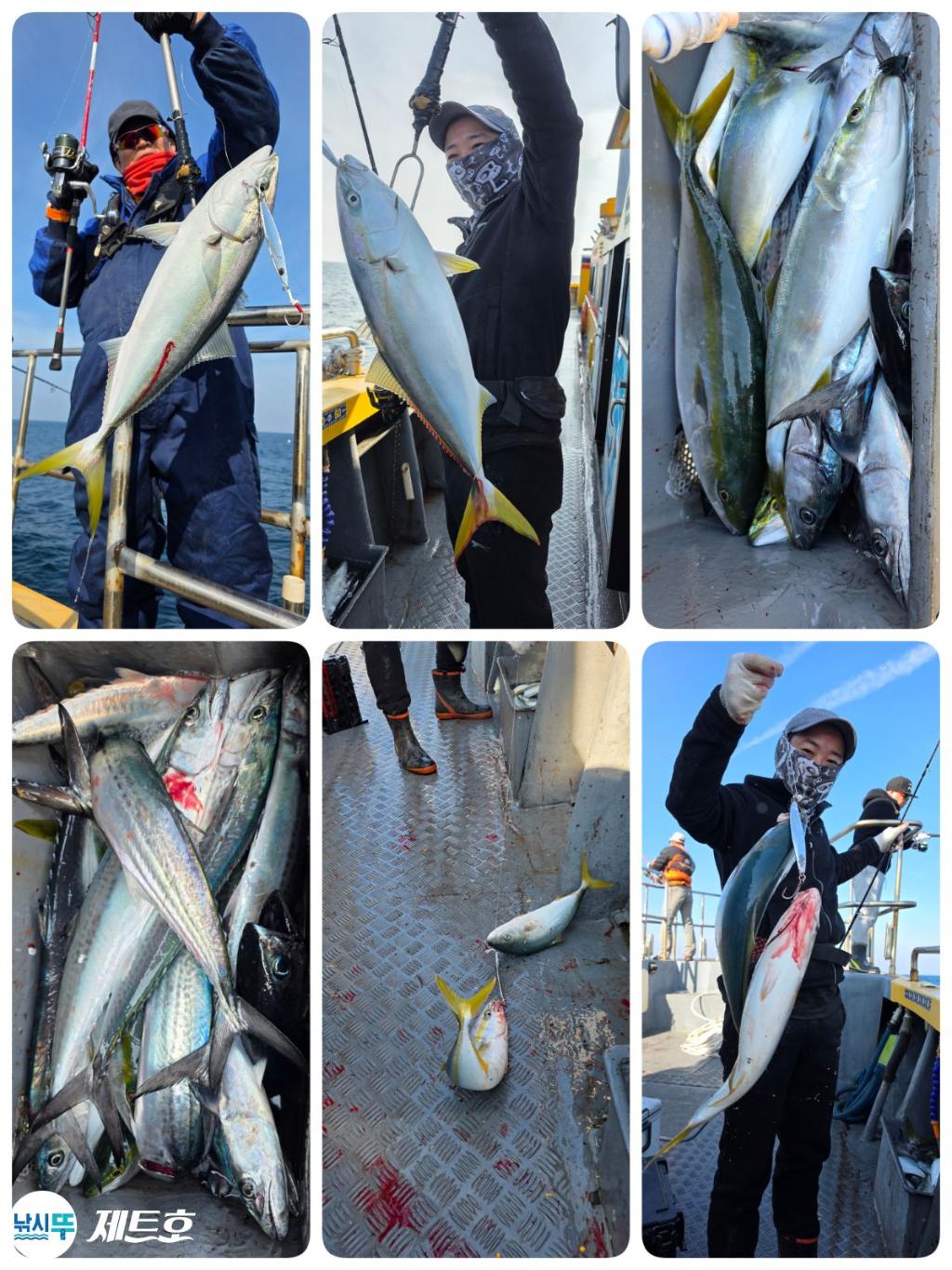 낚시뚜,방어,삼치,영일만항,포항 제트호,낚시뚜0