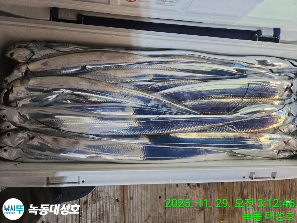 낚시뚜,갈치,녹동항,녹동대성호,낚시뚜69