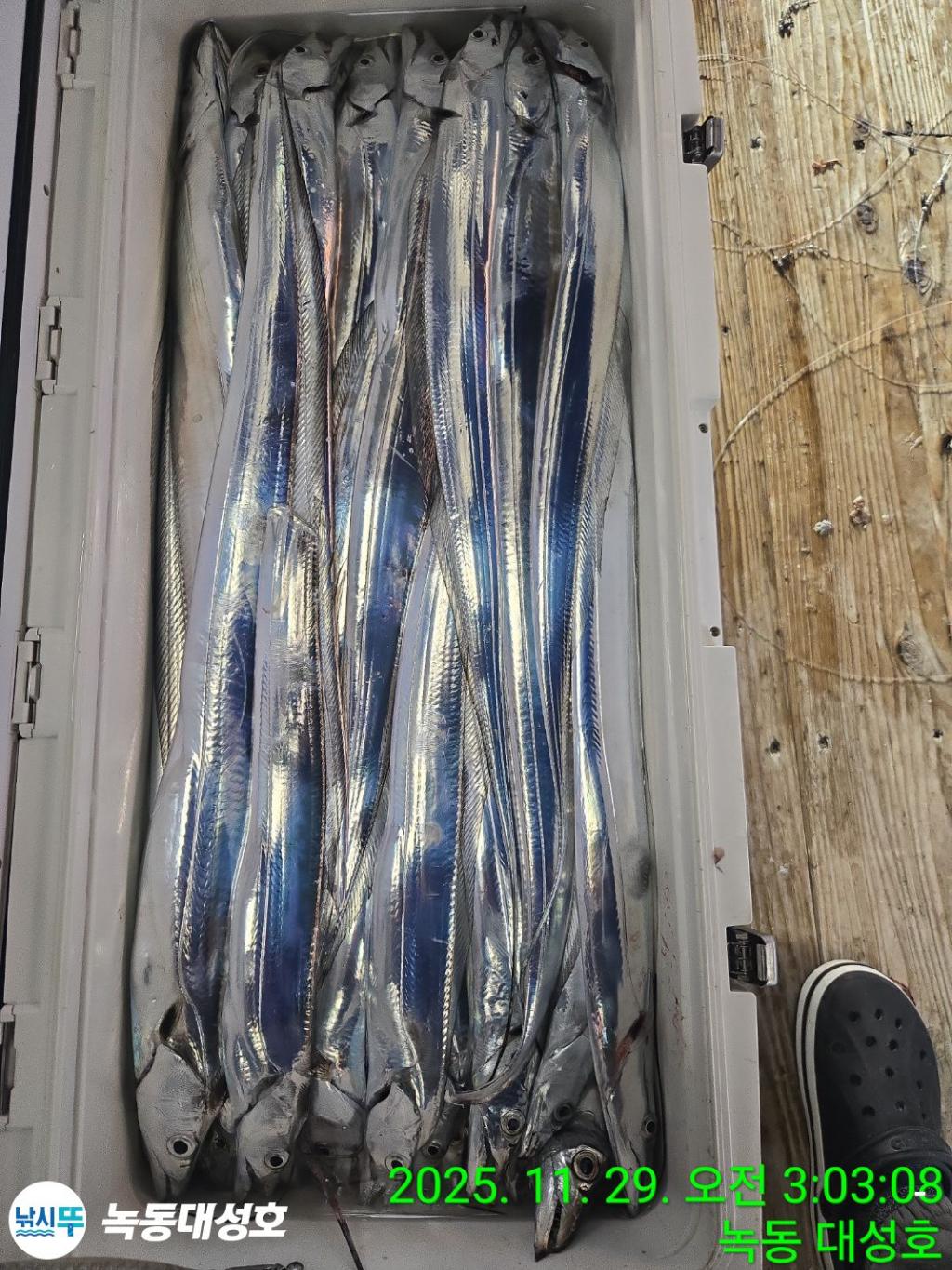 낚시뚜,갈치,녹동항,녹동대성호,낚시뚜67