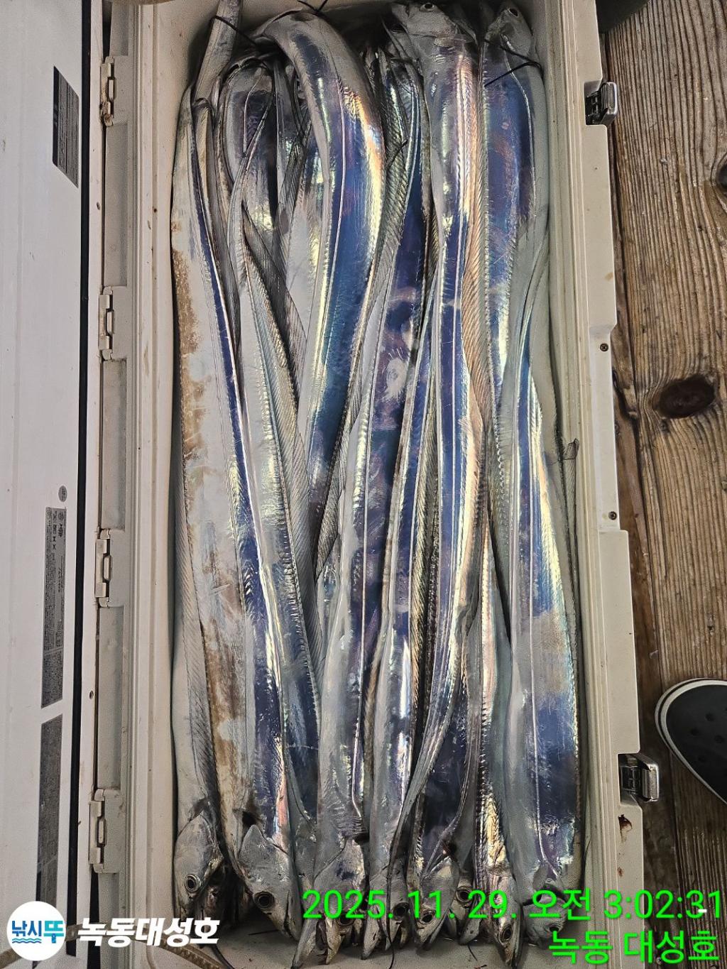 낚시뚜,갈치,녹동항,녹동대성호,낚시뚜66