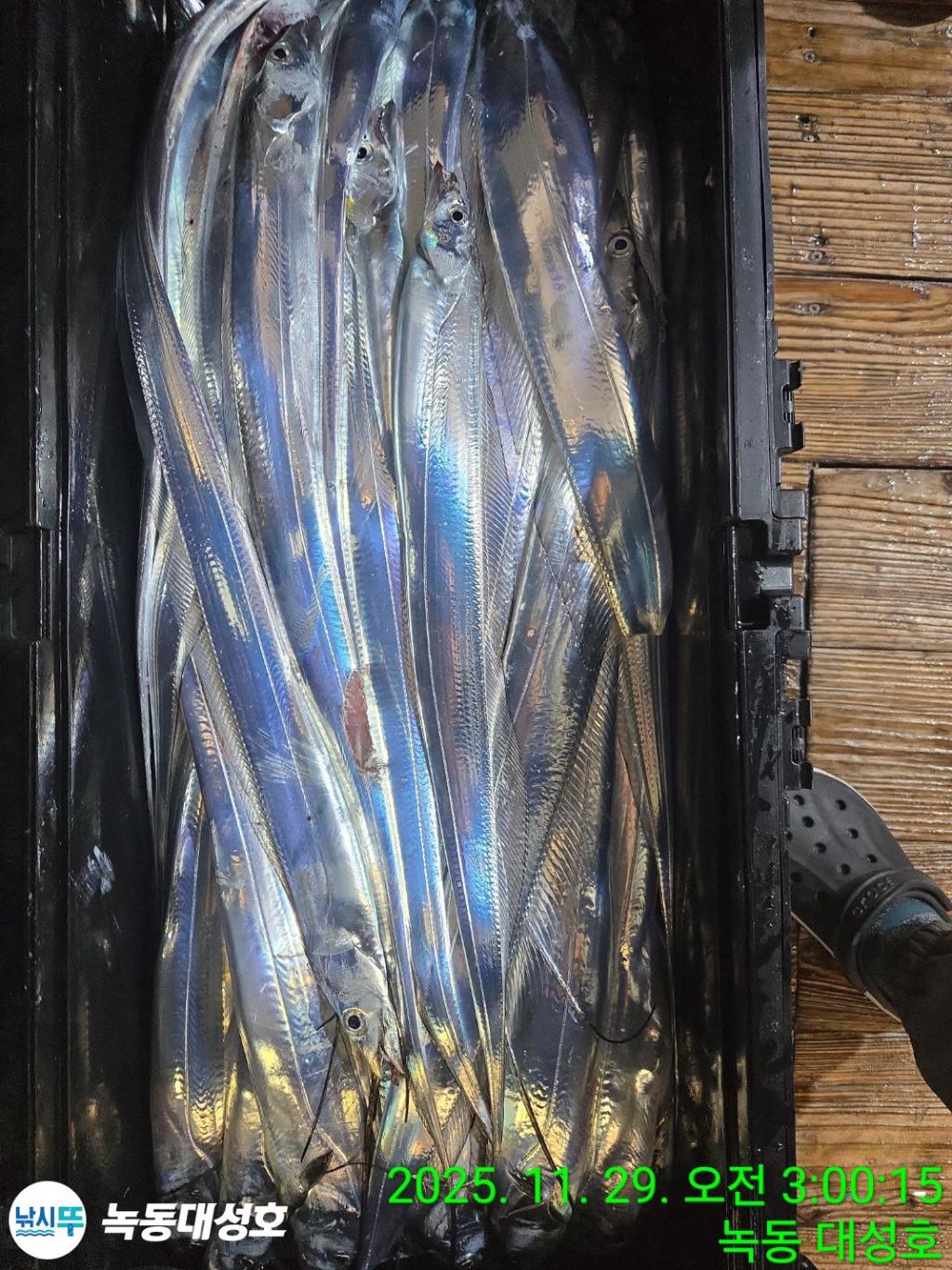 낚시뚜,갈치,녹동항,녹동대성호,낚시뚜64