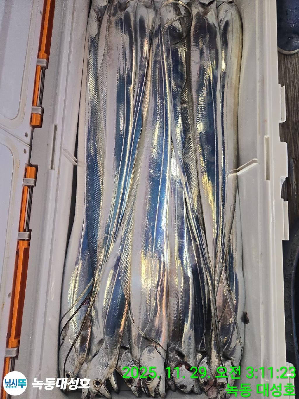 낚시뚜,갈치,녹동항,녹동대성호,낚시뚜63