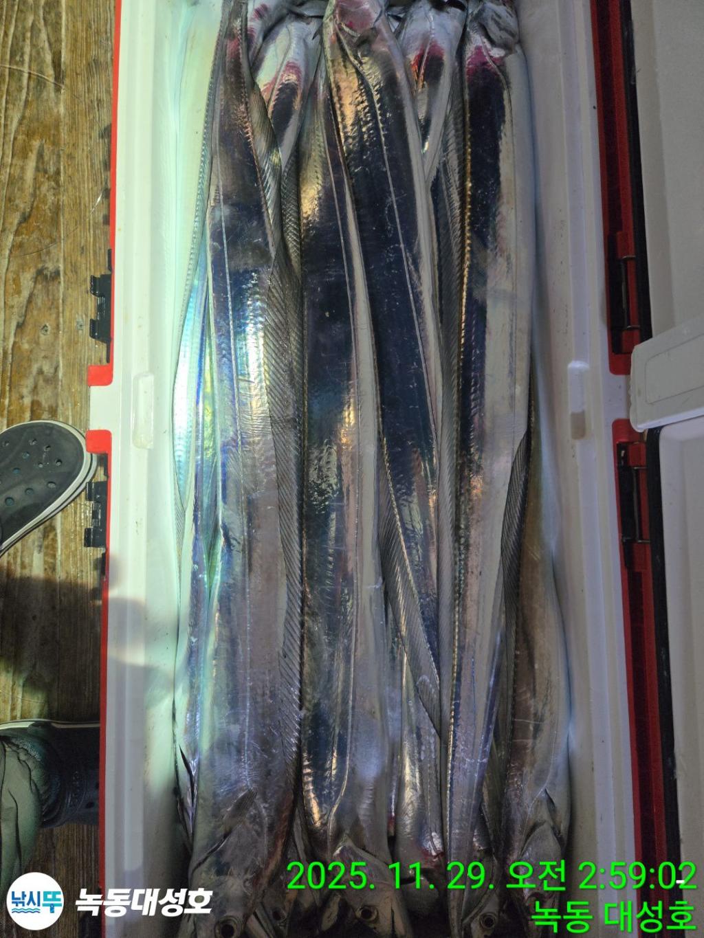 낚시뚜,갈치,녹동항,녹동대성호,낚시뚜62