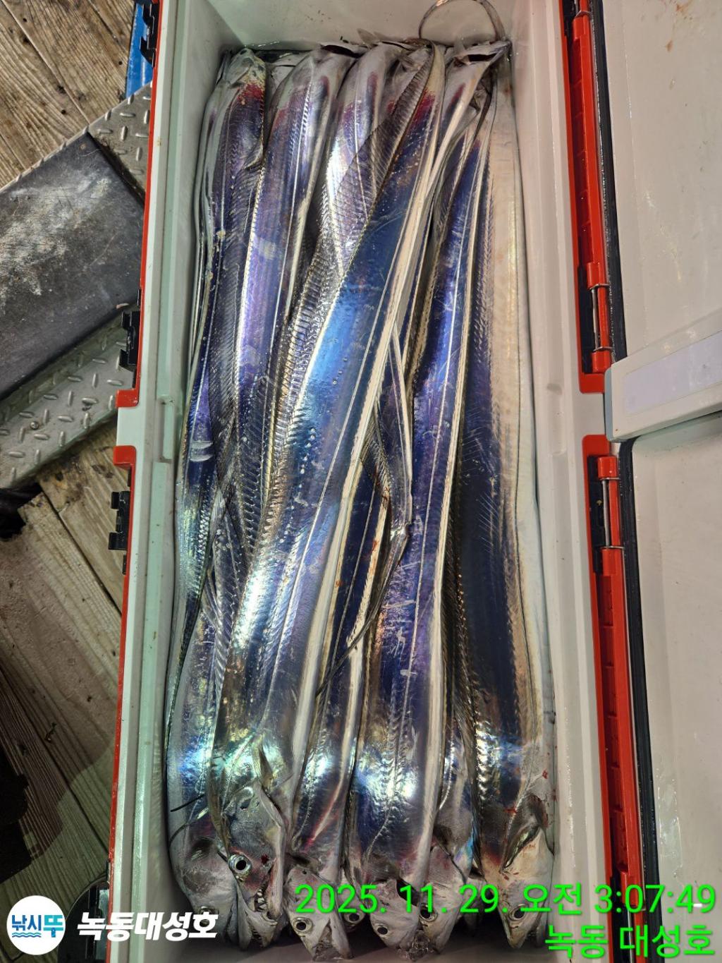 낚시뚜,갈치,녹동항,녹동대성호,낚시뚜61