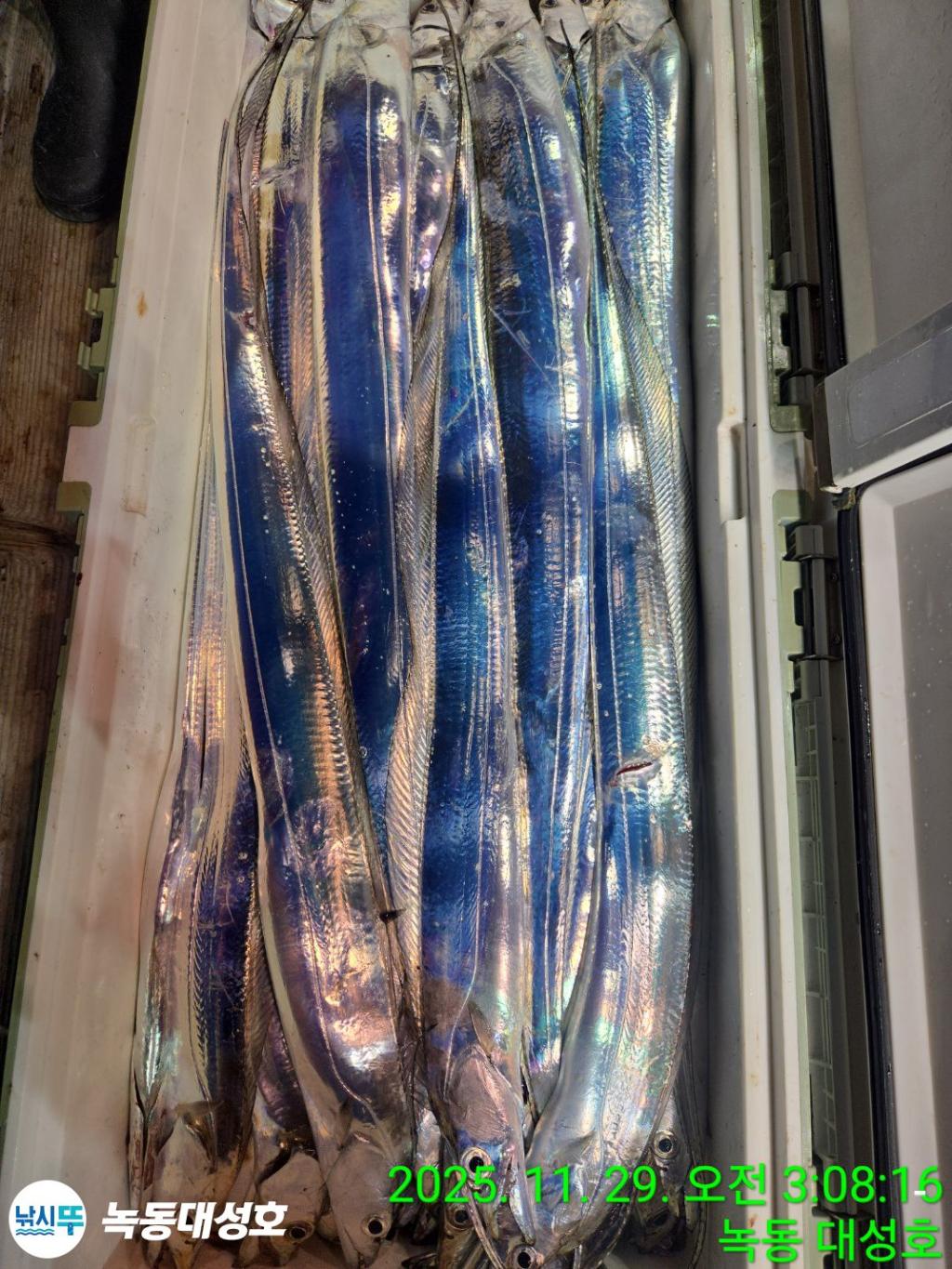 낚시뚜,갈치,녹동항,녹동대성호,낚시뚜58