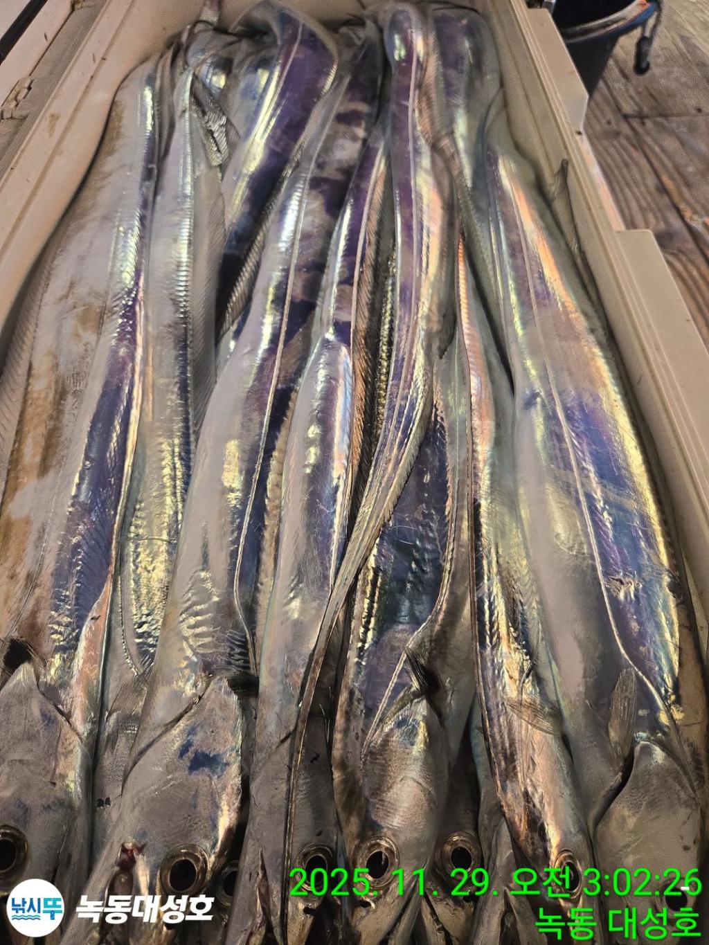 낚시뚜,갈치,녹동항,녹동대성호,낚시뚜57