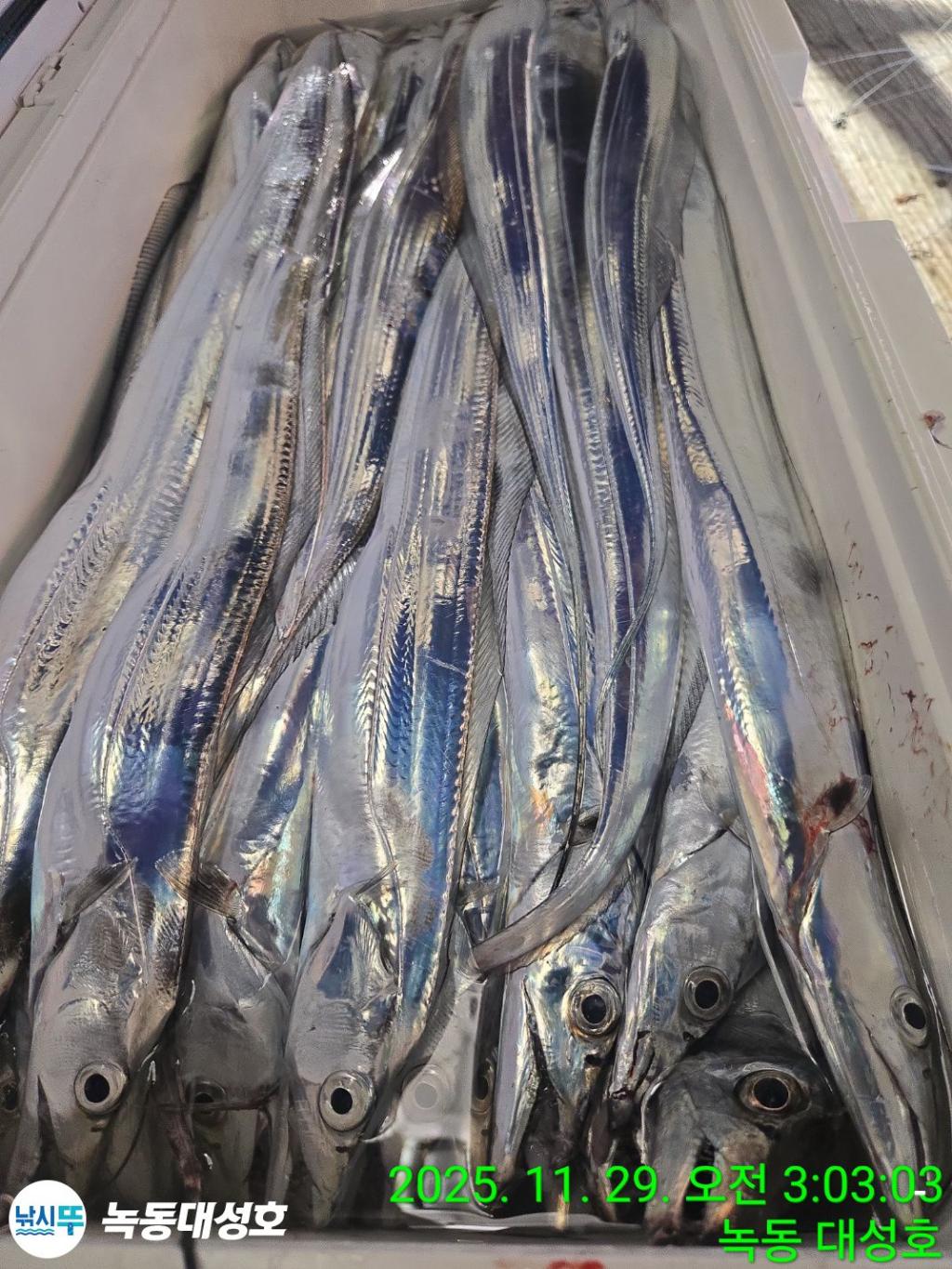 낚시뚜,갈치,녹동항,녹동대성호,낚시뚜56