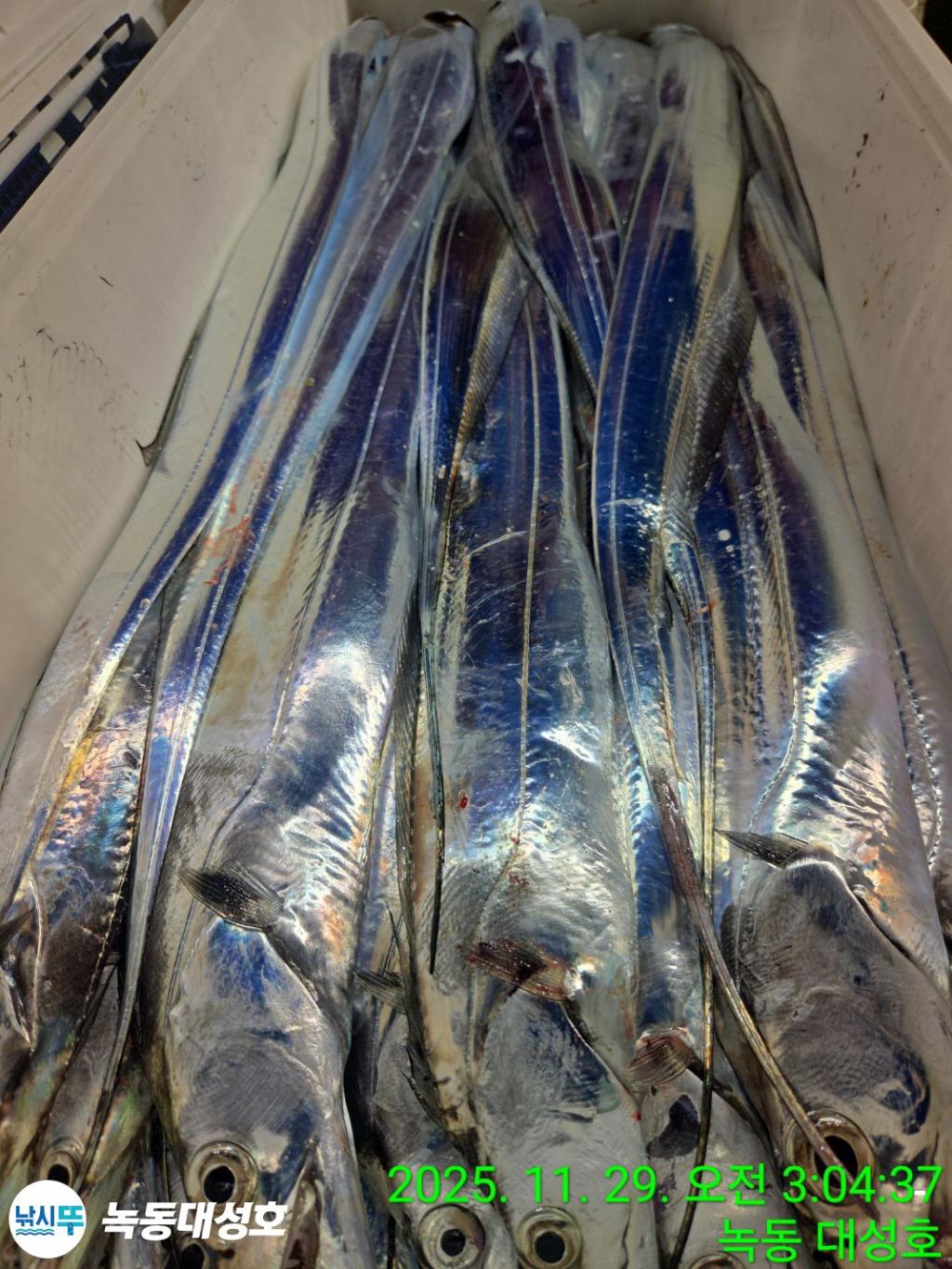 낚시뚜,갈치,녹동항,녹동대성호,낚시뚜55