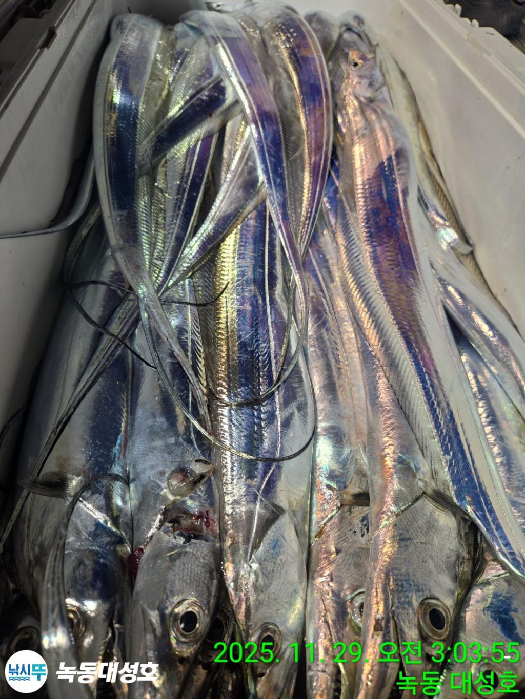 낚시뚜,갈치,녹동항,녹동대성호,낚시뚜54