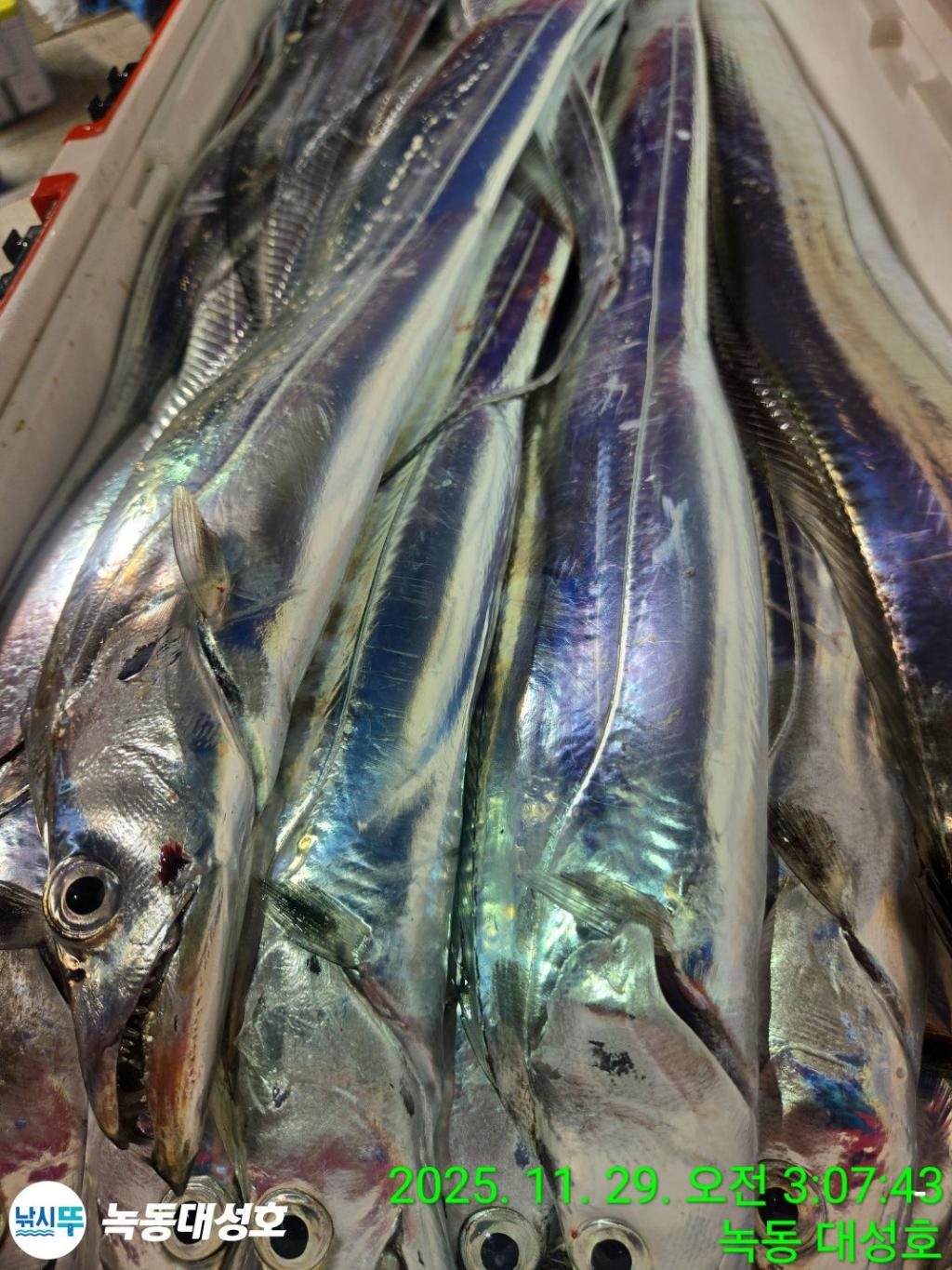 낚시뚜,갈치,녹동항,녹동대성호,낚시뚜53