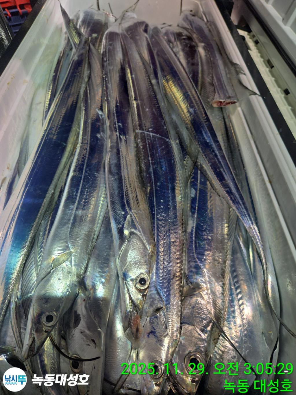 낚시뚜,갈치,녹동항,녹동대성호,낚시뚜52