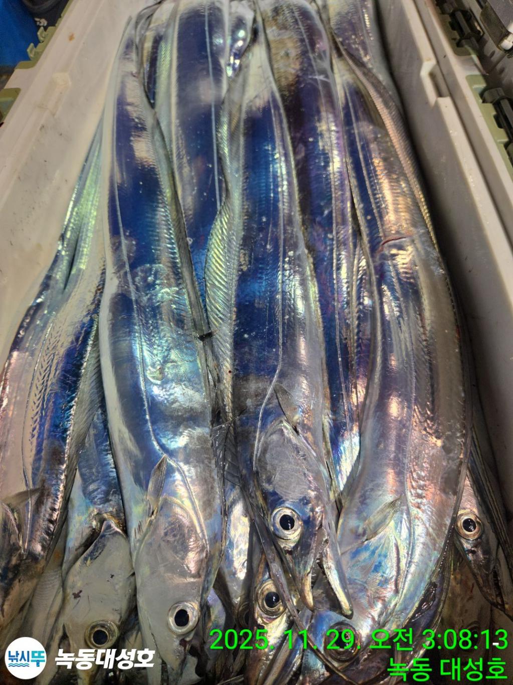 낚시뚜,갈치,녹동항,녹동대성호,낚시뚜51