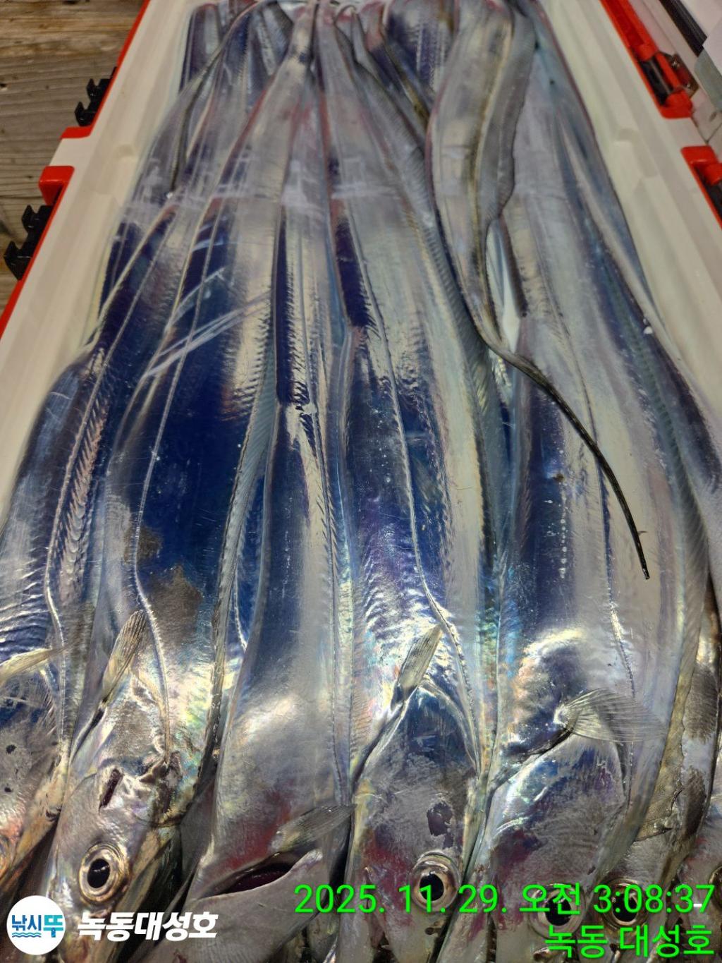 낚시뚜,갈치,녹동항,녹동대성호,낚시뚜50