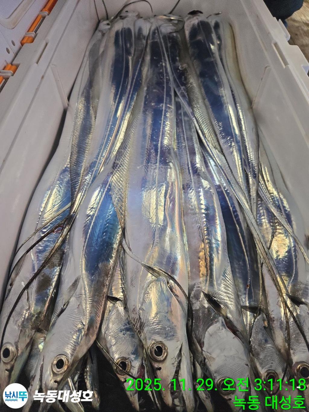 낚시뚜,갈치,녹동항,녹동대성호,낚시뚜49