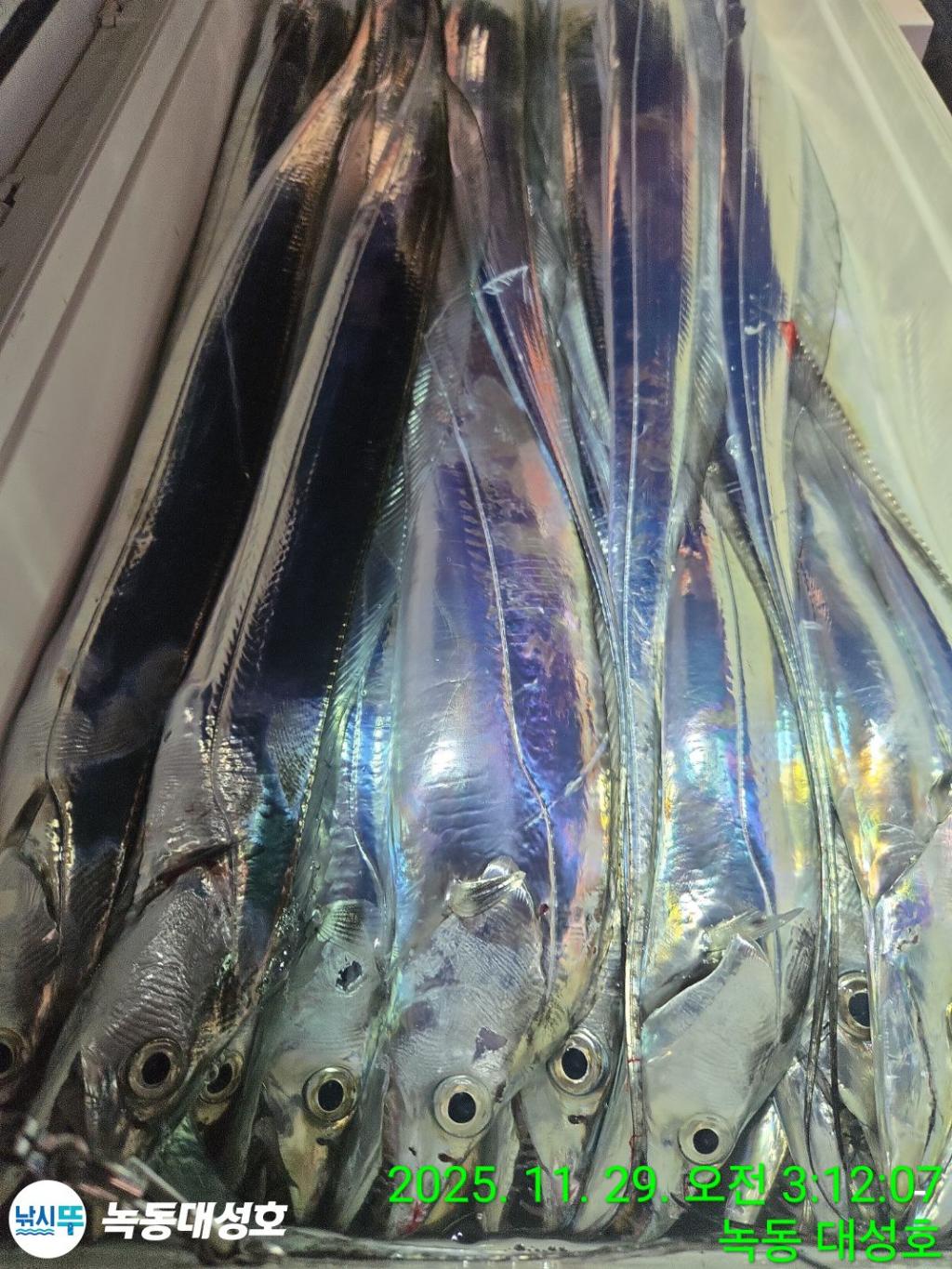 낚시뚜,갈치,녹동항,녹동대성호,낚시뚜48