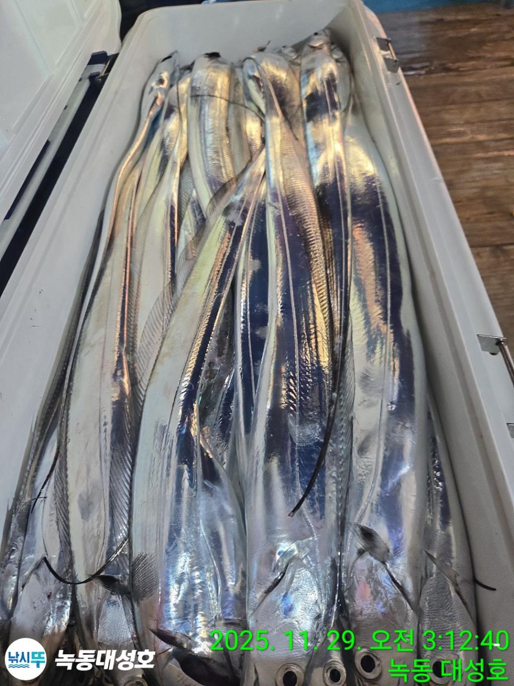 낚시뚜,갈치,녹동항,녹동대성호,낚시뚜47