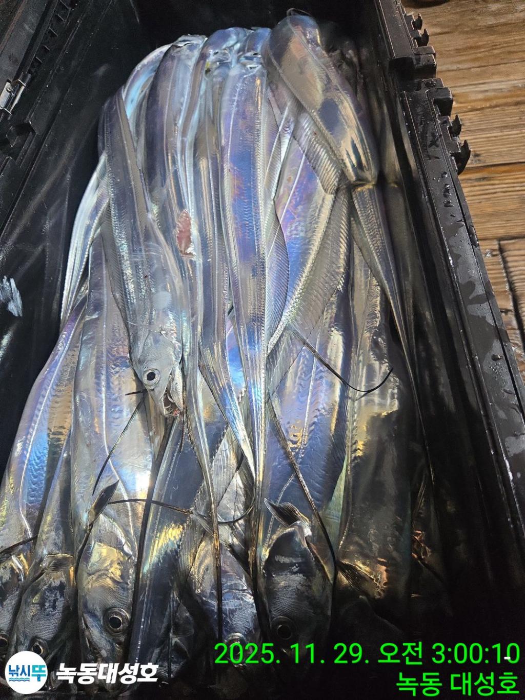 낚시뚜,갈치,녹동항,녹동대성호,낚시뚜46