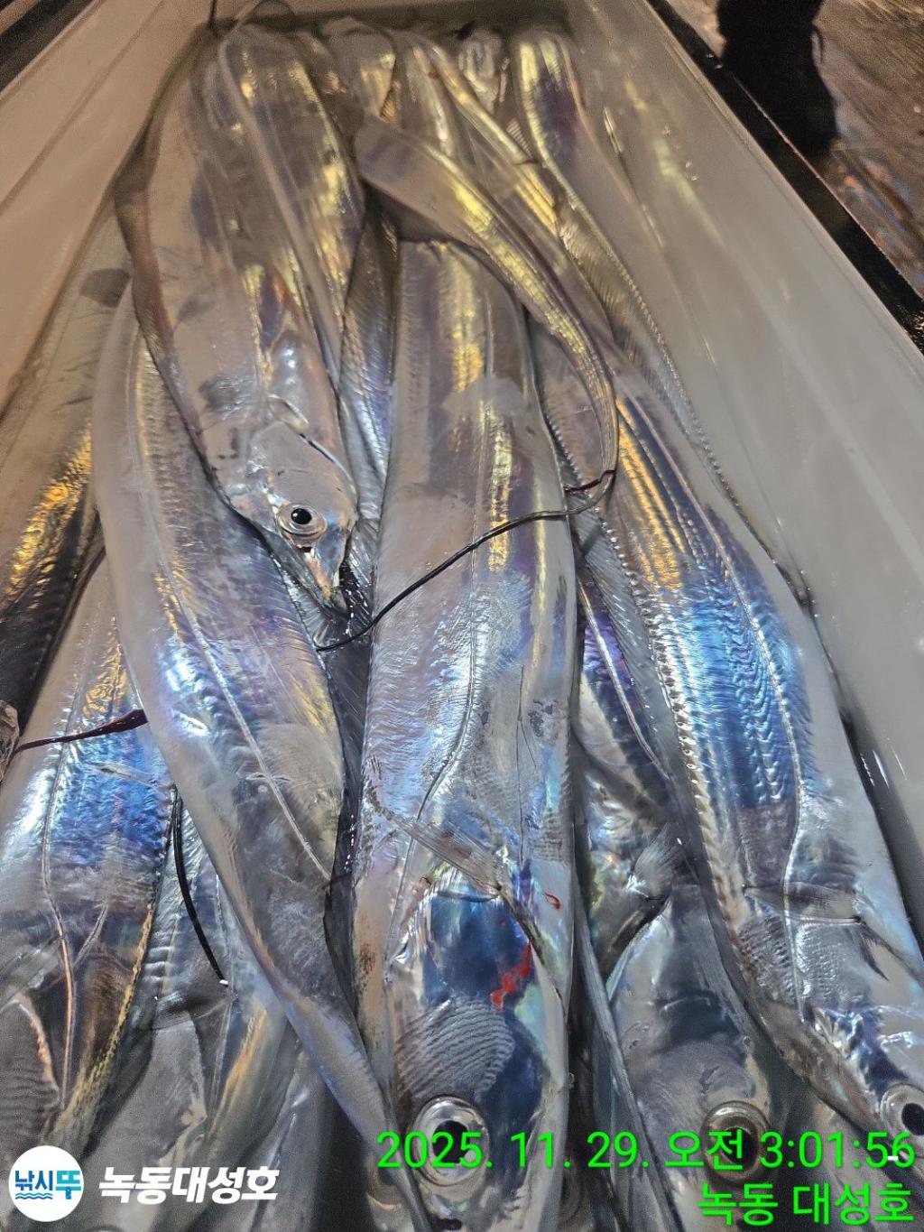 낚시뚜,갈치,녹동항,녹동대성호,낚시뚜45