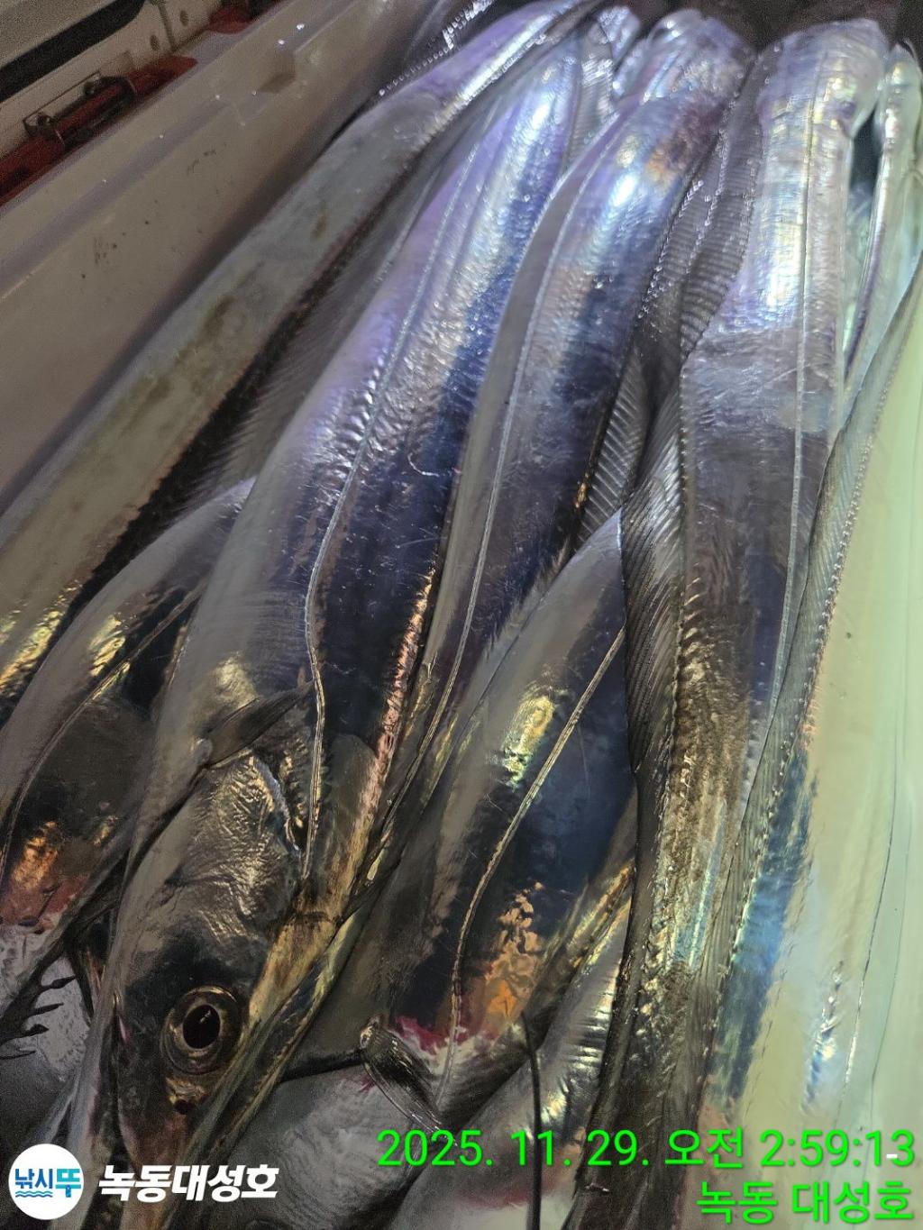 낚시뚜,갈치,녹동항,녹동대성호,낚시뚜44