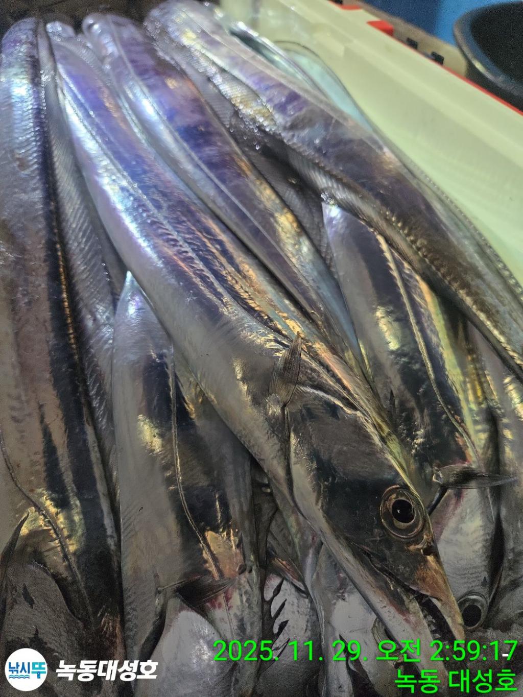 낚시뚜,갈치,녹동항,녹동대성호,낚시뚜43