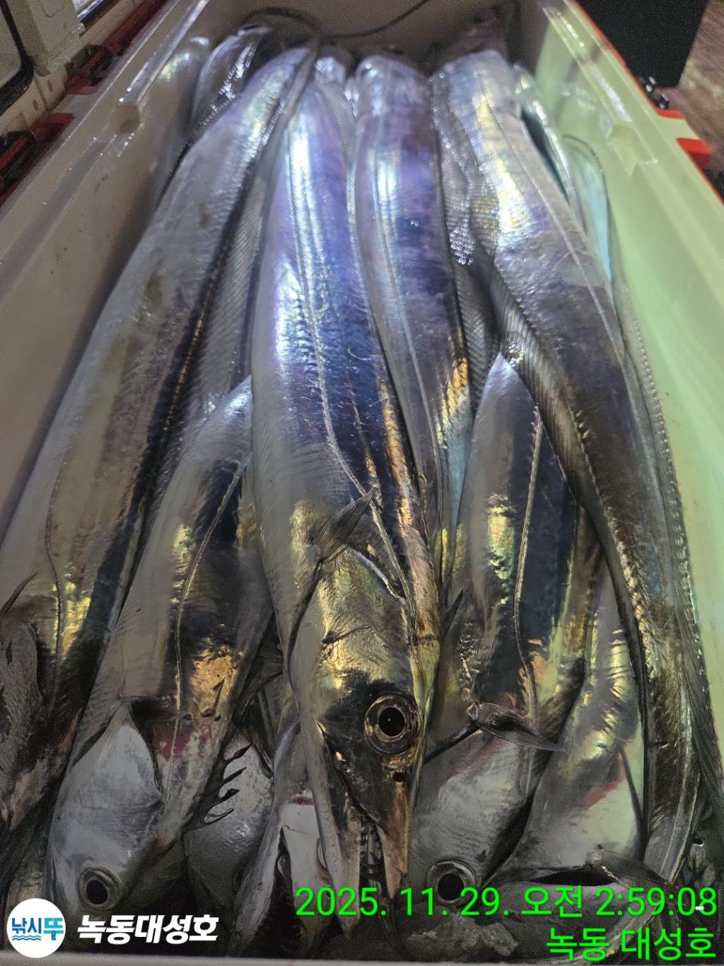 낚시뚜,갈치,녹동항,녹동대성호,낚시뚜42