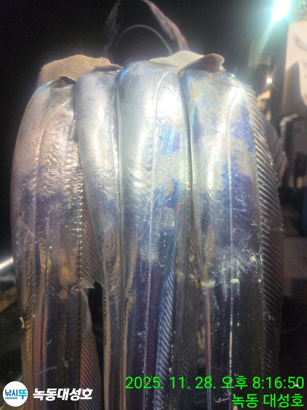 낚시뚜,갈치,녹동항,녹동대성호,낚시뚜27