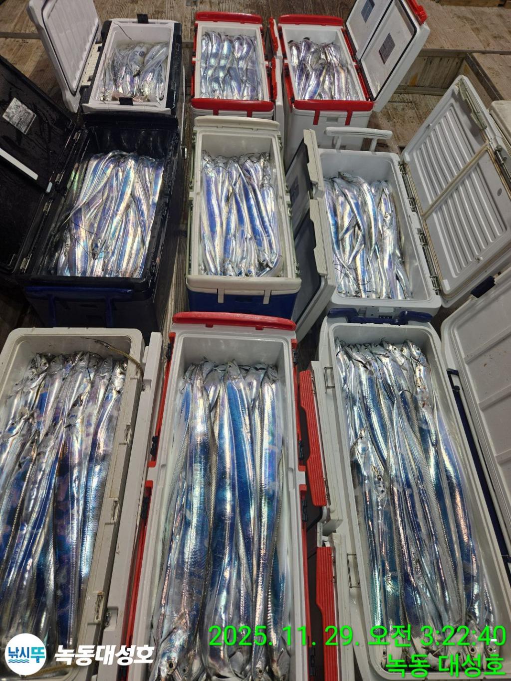 낚시뚜,갈치,녹동항,녹동대성호,낚시뚜4