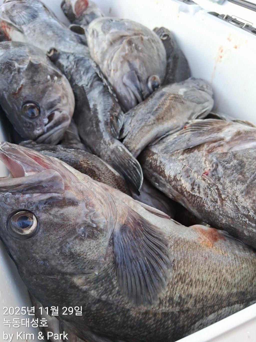 낚시뚜,우럭,열기,녹동항,녹동대성호,낚시뚜39