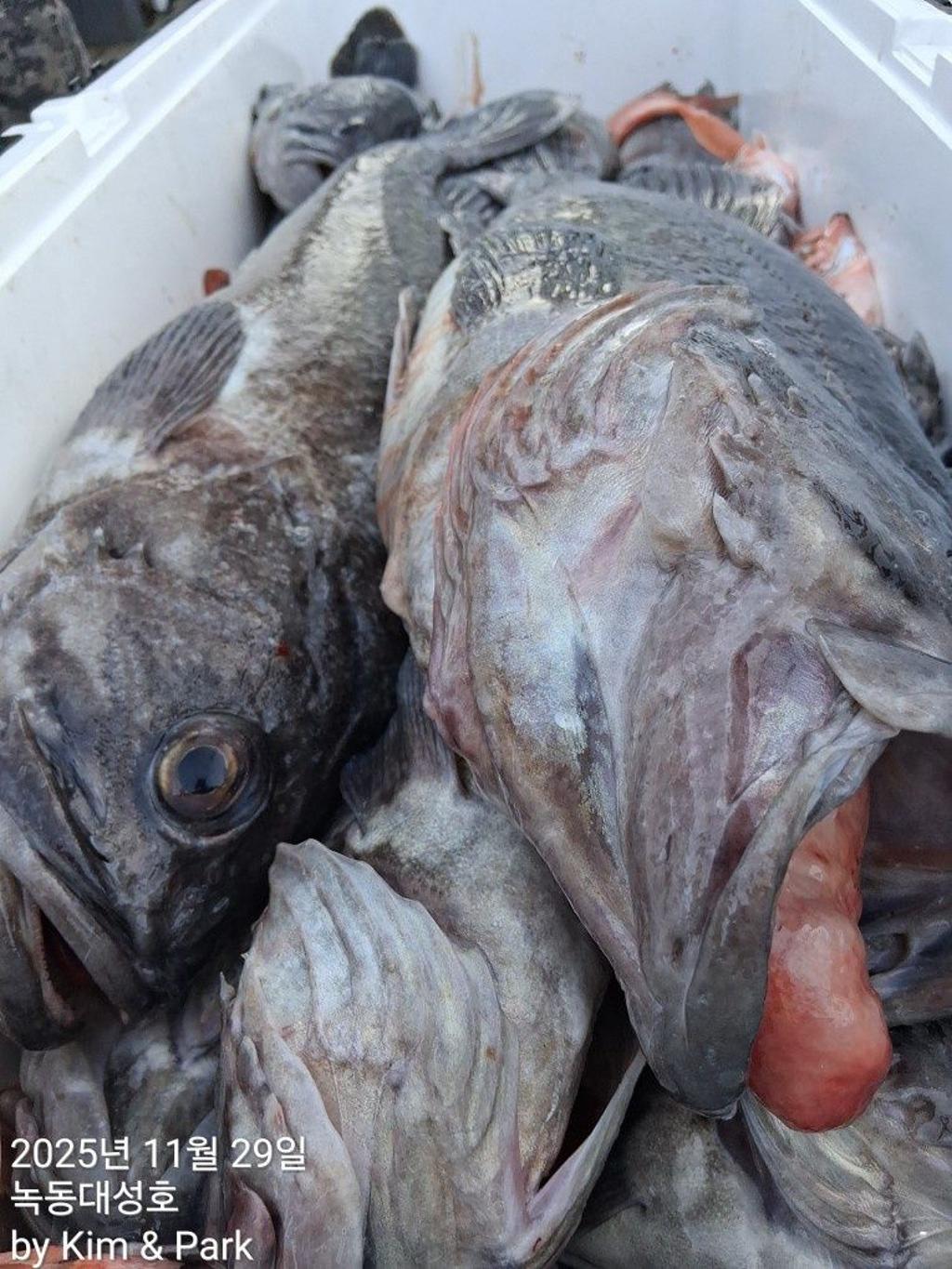 낚시뚜,우럭,열기,녹동항,녹동대성호,낚시뚜38