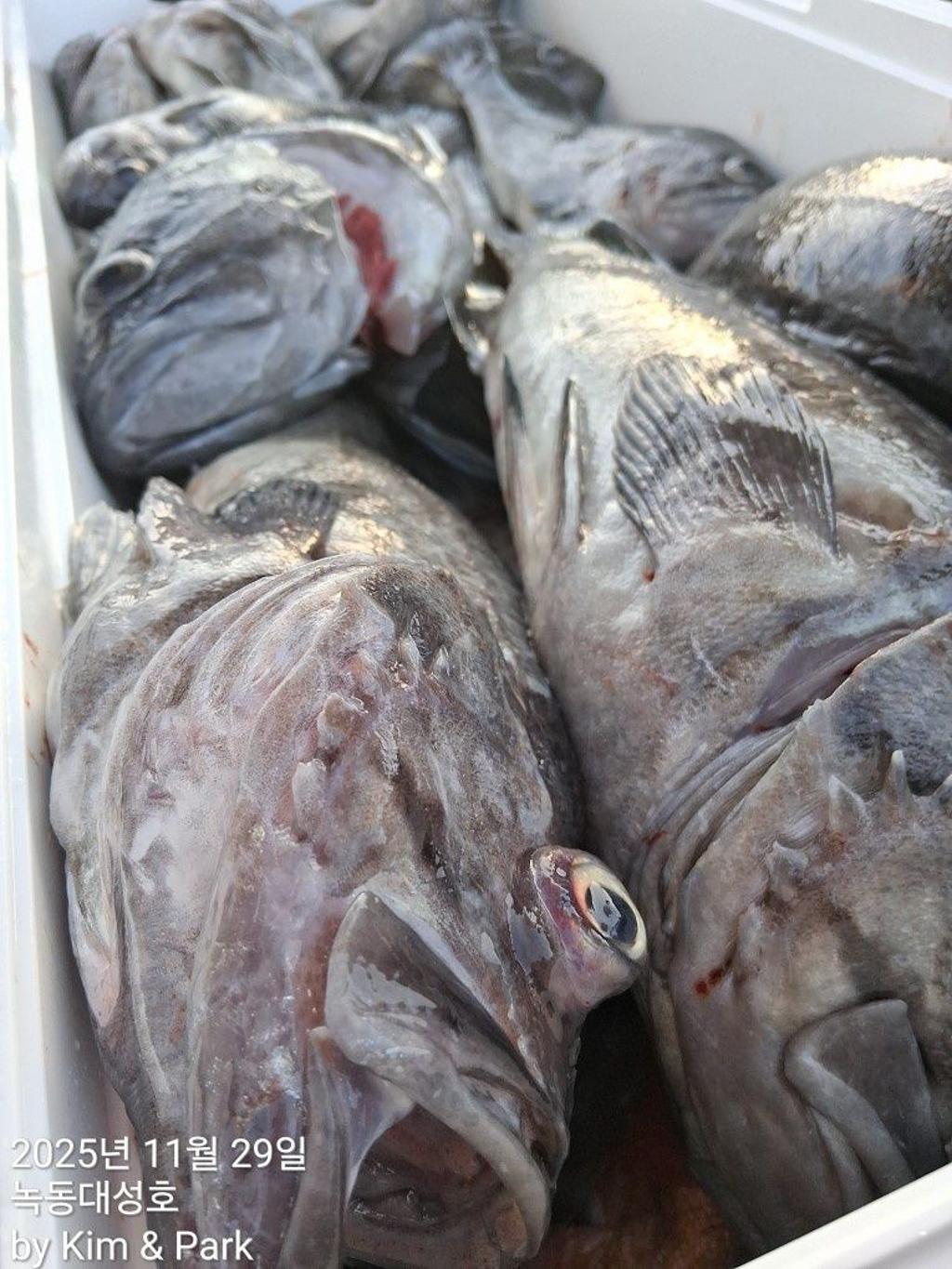 낚시뚜,우럭,열기,녹동항,녹동대성호,낚시뚜36